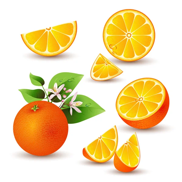 Fresh orange with flowers — Stock Vector