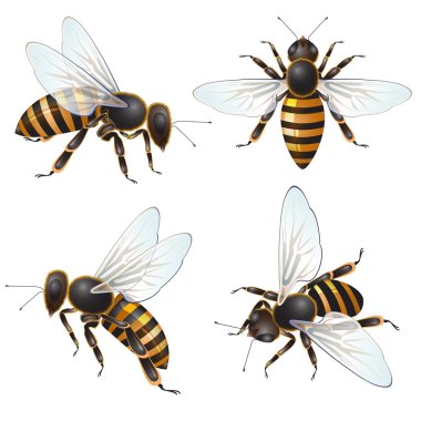 Set of bee clipart