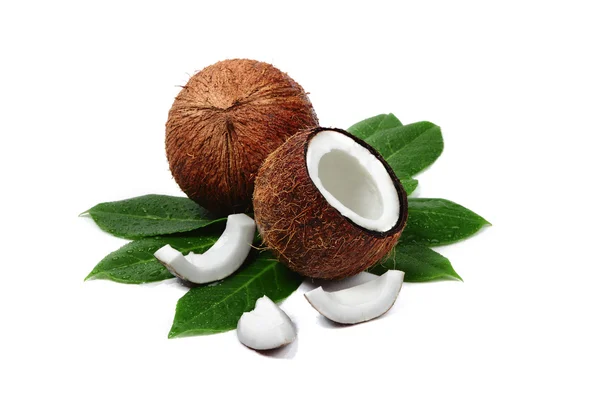 stock image Coconuts