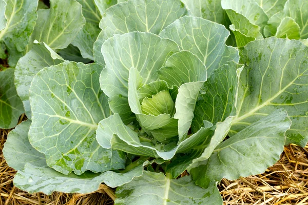 Cabbage seedlings — Stock Photo, Image