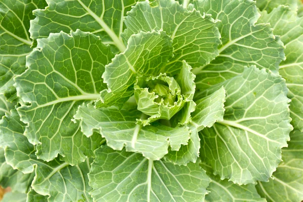 Cabbage seedlings — Stock Photo, Image