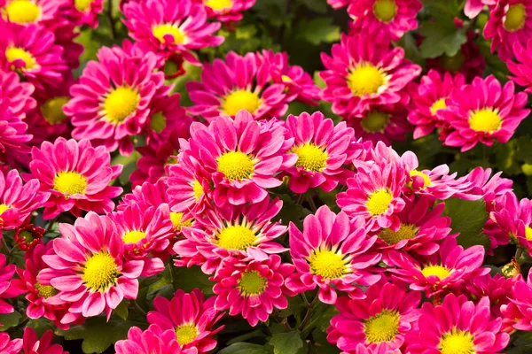 stock image Pink daisy flowers