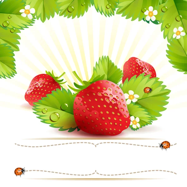 딸기와 잎 — 스톡 벡터