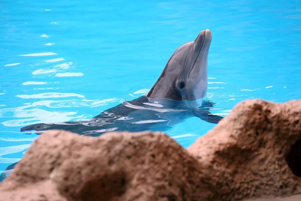 Delfin pozowanie — Zdjęcie stockowe