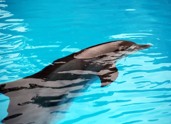 Delfin relaksujący — Zdjęcie stockowe