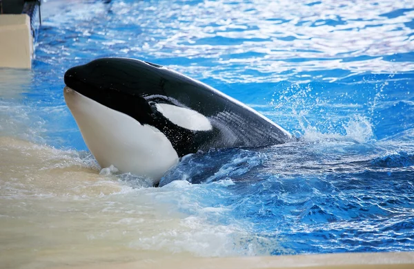 Pozowanie w basenie orka — Zdjęcie stockowe