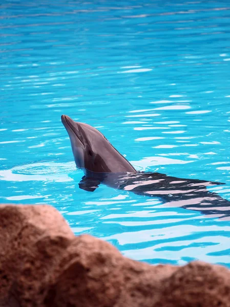 Pozowanie w basenie Delfin — Zdjęcie stockowe