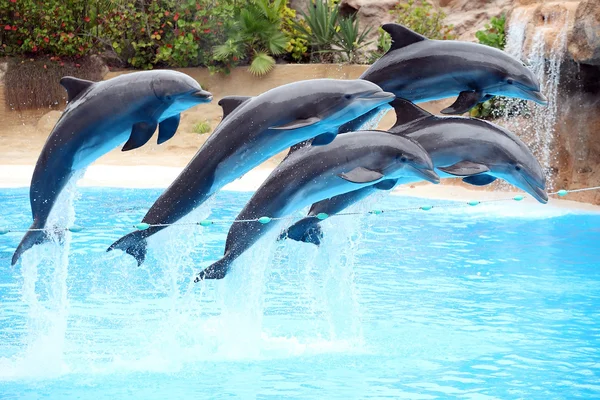 Fem delfiner hoppa — Stockfoto