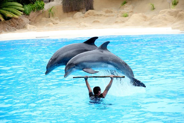 Two dolphins jumping over instructor — Stock Photo, Image