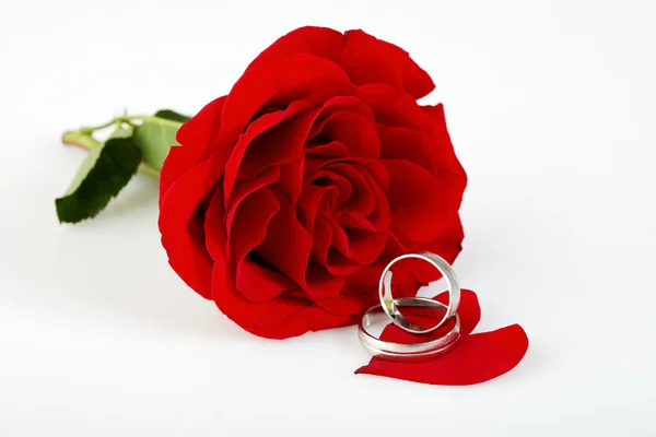 Rode rose en trouwringen — Stockfoto