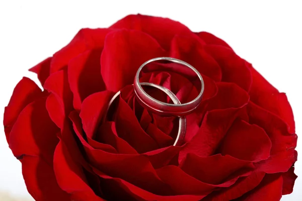 Rosa roja y anillos de boda de cerca — Foto de Stock