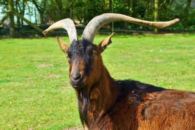 He-Goat with beard clipart