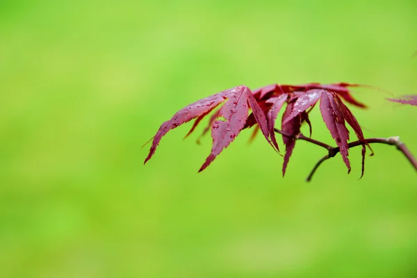 Japanase 단풍 잎 — 스톡 사진