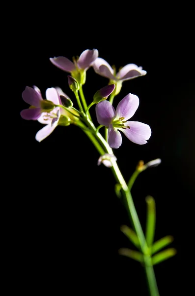 Fiore di cuculo o grembiule della signora — Foto Stock