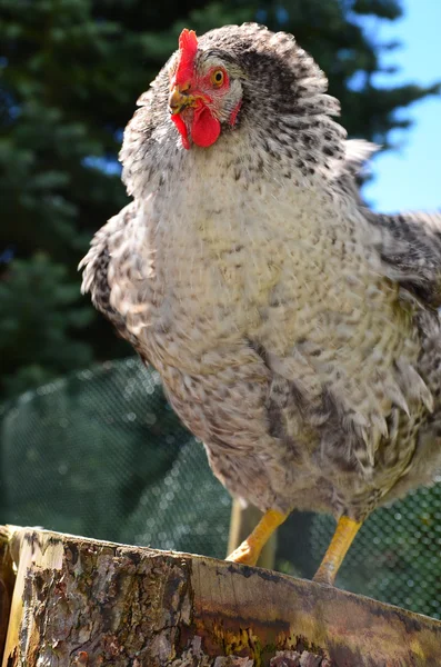 stock image Bio Chicken Outdoor