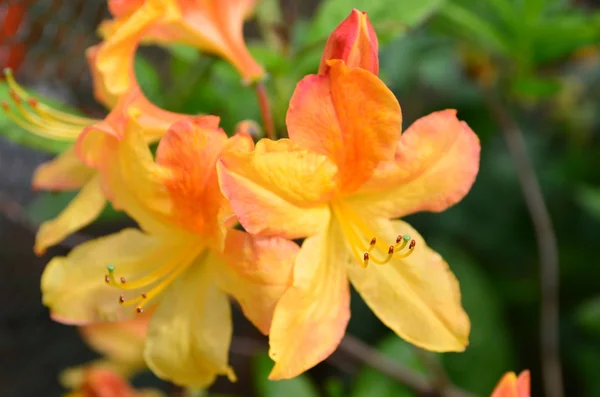 stock image Azalea mollis detail