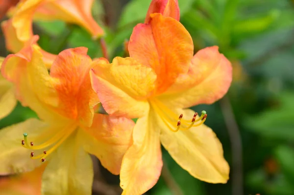 stock image Azalea mollis close-up