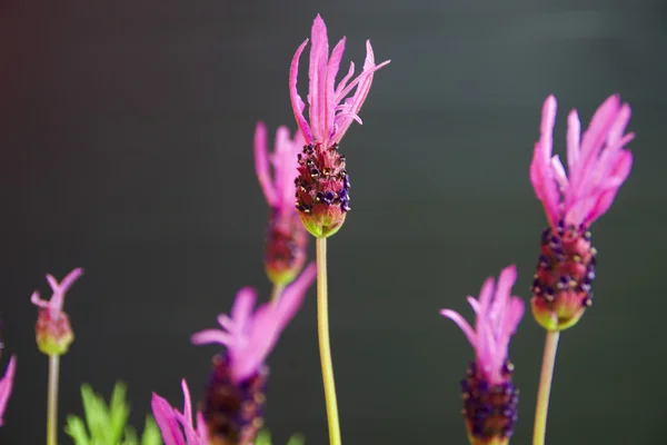 Lavandula stoechas - lavendel vlinder — Stockfoto