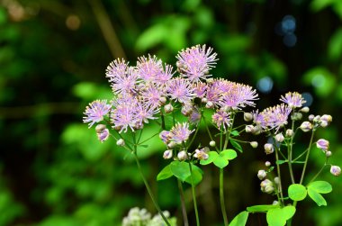 Çayır-rue (Thalictrum aquilegifolium)