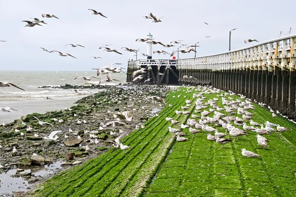 Seagulls at boardwalk — Stock Photo, Image