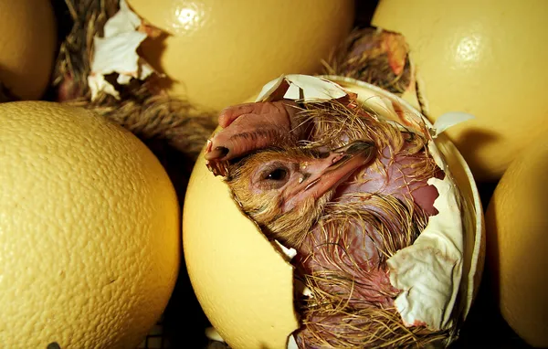 Pollito de avestruz saliendo del huevo Imagen De Stock