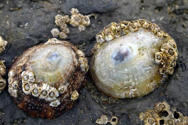 석호와 barnacles 해변에 — 스톡 사진