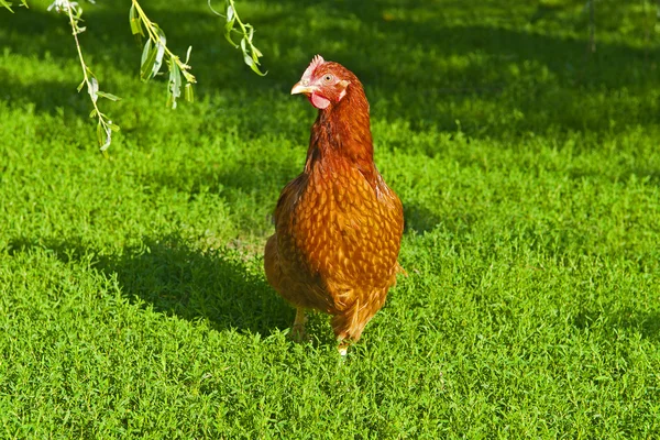 Caminhada galinha — Fotografia de Stock
