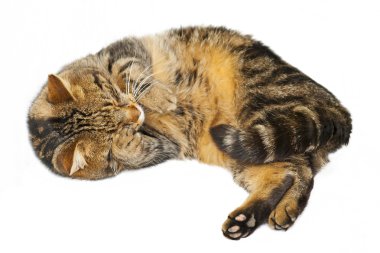 Cute cat clipart