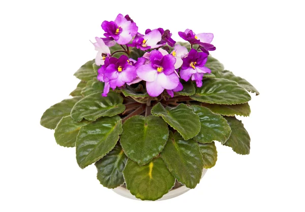 Violette fresche — Foto Stock