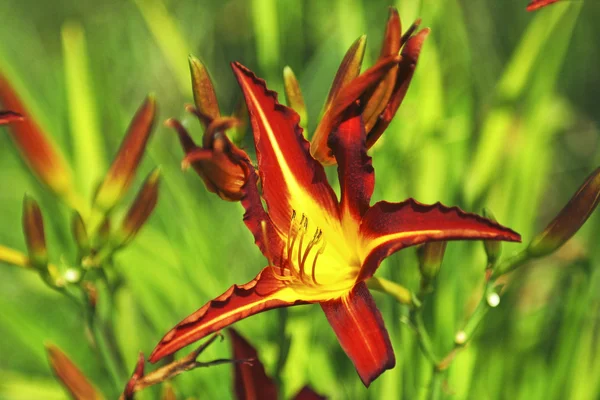 Lily vermelha . — Fotografia de Stock