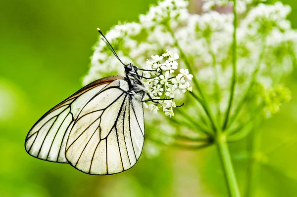 Kelebekler dünyası. — Stok fotoğraf