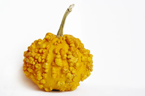 Decorative gourd. — Stock Photo, Image