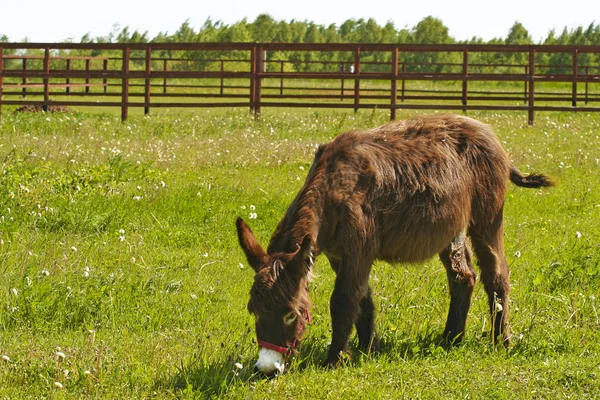 Granja de burros . —  Fotos de Stock