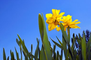 Daffodils. clipart
