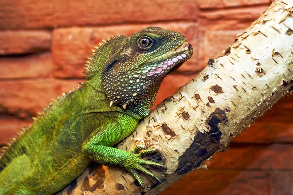 Iguana. — Stock Photo, Image