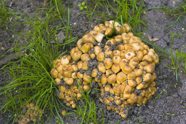 Mushrooms Grebe. — Stock Photo, Image