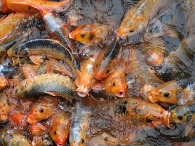 Carps in the pond clipart