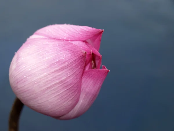 stock image Pink lotus