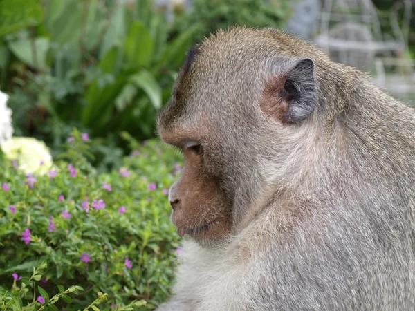 Macaco grande — Fotografia de Stock