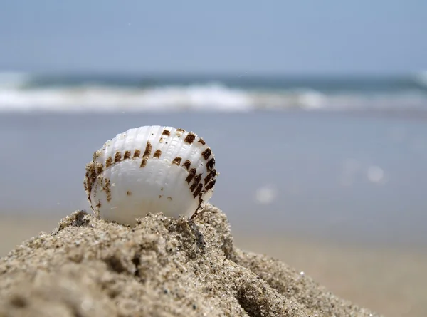 Shell på havet — Stockfoto