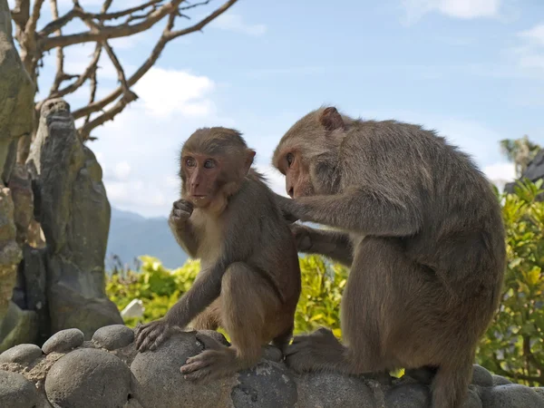 Lustige Affen — Stockfoto