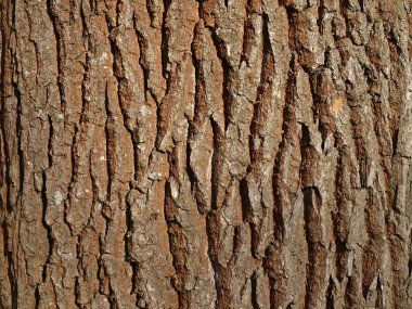 Bark of an old oak clipart