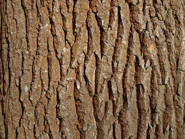 Écorce d'un vieux chêne — Photo