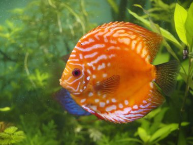 Symphysodon discus