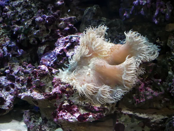 Anemon Underwater — Stock Photo, Image