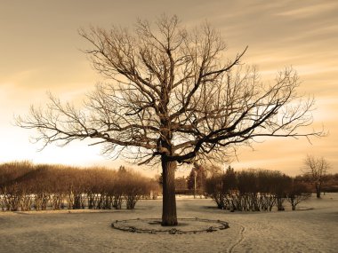 Big oak at the winter clipart