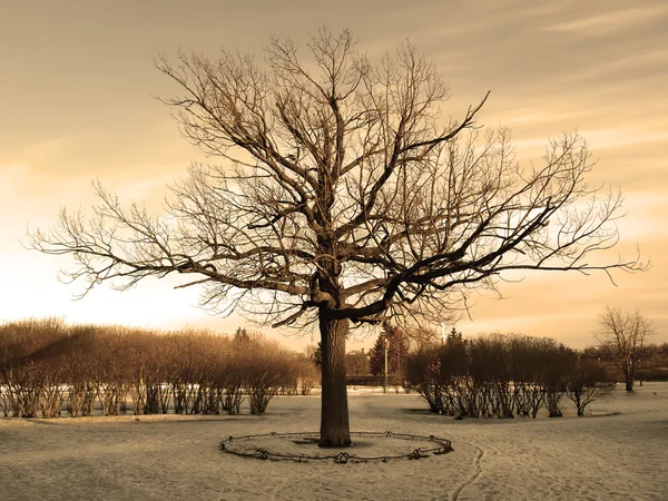 Velký dub v zimě — Stock fotografie