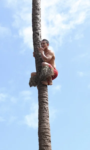 Climbing coconut tree Stock Picture