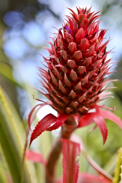 Red Pineapple Stock Image