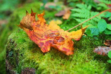 Alyans üzerindeki sarı yaprak orman